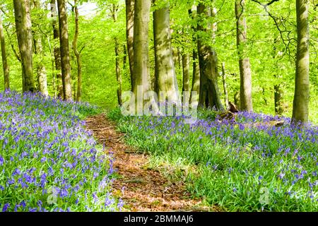 Ein Weg durch Bluebells in Corbar Woods, Buxton, Derbyshire, Großbritannien Stockfoto