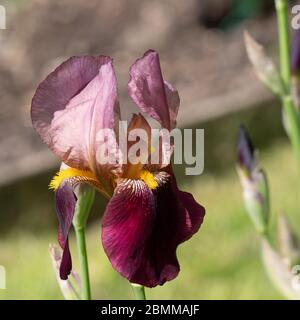 Bärtige Iris (Iris Germanica) in Blüte und Knospe. Stockfoto