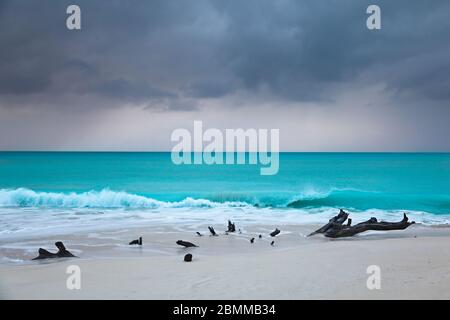 Driftwood am Ffryes Beach in Antigua. Dramatischer dunkler Himmel über türkisfarbenem Wasser kurz vor einem Sturm. Stockfoto