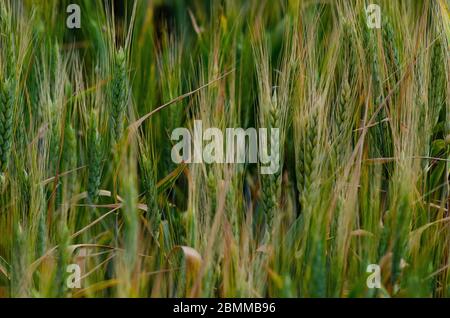 Nahaufnahme von Gerste ( Hordem vulgare ), die in einem Feld in Evros Griechenland wächst Stockfoto