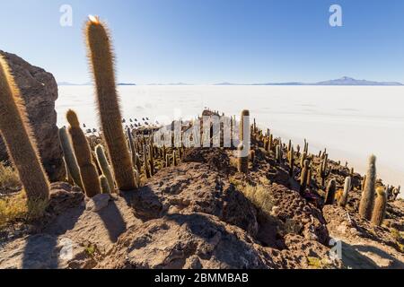 Incahuasi Insel (Kaktusinsel) auf Salar de Uyuni, der weltweit größten Salzfläche, in Bolivien Stockfoto