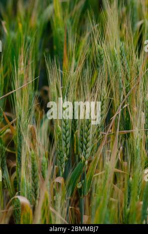 Nahaufnahme von Gerste ( Hordem vulgare ), die in einem Feld in Evros Griechenland wächst Stockfoto