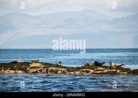 Robben (Phoca vitulina) liegen auf freiliegenden, mit Algen bedeckten Felsen im Meer mit Bergen im Hintergrund, Lady Isle, Schottland, Großbritannien Stockfoto