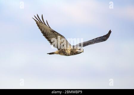 Raubbbeinigen Buzzard (Buteo lagopus) im Flug gegen blauen Himmel und flauschige Wolken Stockfoto