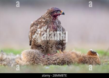 Buzzard (Buteo buteo) mit blutüberzogertem Kopf aus der Fütterung auf dem Aas eines Rotfuchs (Vulpes vulpes) Stockfoto