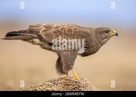 Buzzard (Buteo buteo) auf einem toten weiblichen Fasan (Phasianus colchicus) Stockfoto