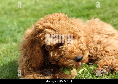 Golden Doodle Hund Stockfoto