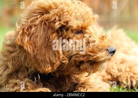 Golden Doodle Hund Stockfoto
