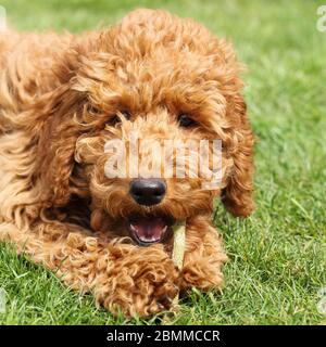 Golden Doodle Hund Stockfoto