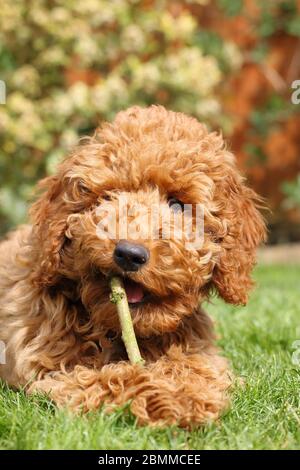 Golden Doodle Hund Stockfoto