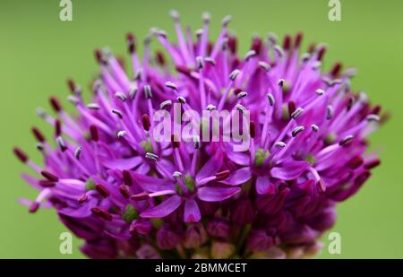 Eine Nahaufnahme von Allium Knospen, die in Blüte platzen. Stockfoto