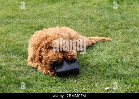 Hund kaut einen Pflanzentopf Stockfoto