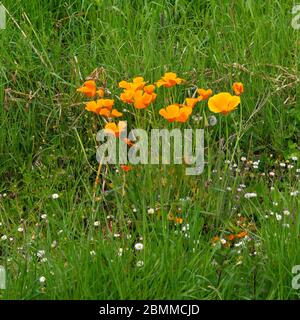 Orange California Mohn wächst wild auf einem Straßenrand Gras Rand in Großbritannien Stockfoto