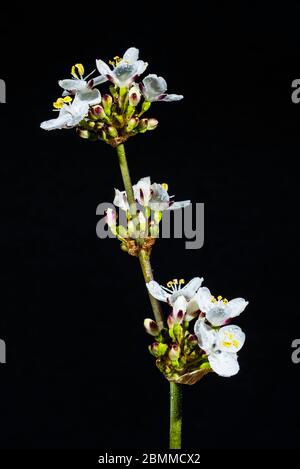 Studio-Nahaufnahme einer Libertia chilensis (neuseeländische Satinblume) Stockfoto