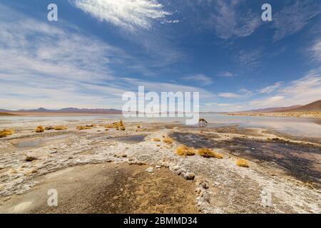 Schöne Landschaft von Laguna Chalviri, bei Aguas Termales Chalviri, im Süden Boliviens. Im Hintergrund Bolivianische Anden und Altiplano in prächtigem Stockfoto