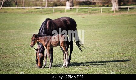 Schöne Vollblutstute und ihr hengst sind zusammen im Frühling im Freien Stockfoto