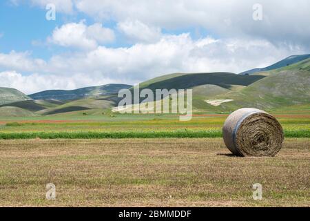 Heuballen in den Wiesen der Ebene von Castelluccio di Norcia in Italien während der Blüte der Linsen Stockfoto