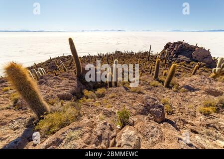 Incahuasi Insel (Kaktusinsel) auf Salar de Uyuni, der weltweit größten Salzfläche, in Bolivien Stockfoto