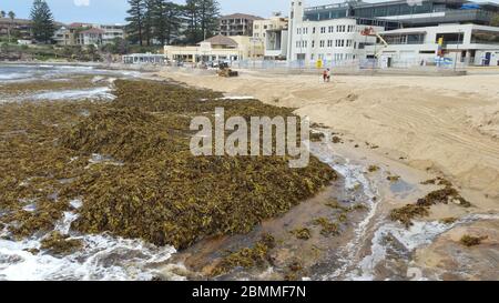 Sydney, Australien - 13. Februar 2020: Algenhaufen am Strand von Cronulla nach dem Wirbelsturm Stockfoto