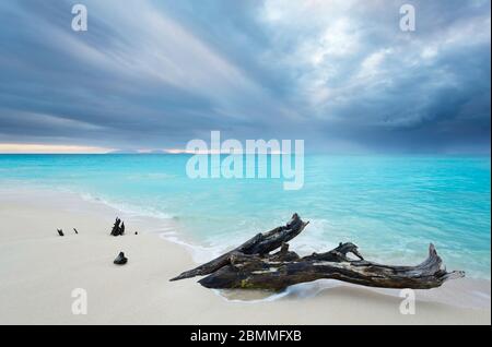 Ein Stück Treibholz am Ffryes Beach in Antigua. Dramatischer dunkler Himmel über türkisfarbenem Wasser kurz vor einem Sturm. Stockfoto