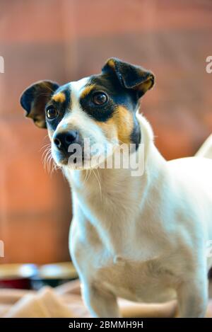 Jack Russel Hund schwarz und weiß niedlich posiert Stockfoto