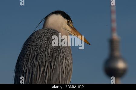 Berlin, Deutschland. Mai 2020. Ein Reiher (Ardeidae) sitzt auf einem Geländer einer Brücke nicht weit vom Fernsehturm. Quelle: Paul Zinken/dpa-Zentralbild/ZB/dpa/Alamy Live News Stockfoto