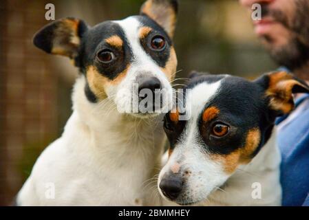 Zwei Jack Russel Hund schwarz und weiß süß genährt Stockfoto