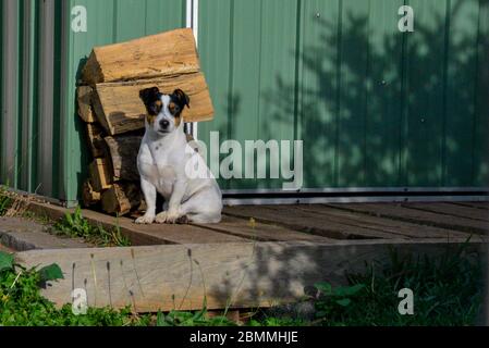Jack Russel Hund Schwarz und Weiß süß in Sonne vor Holz Heap Stockfoto