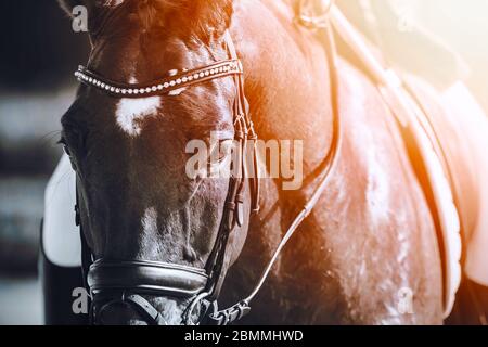 Ein monochromes Bild eines schönen Rennpferdes mit einem Zaumzeug an der Mündung, auf dem ein Reiter auf dem von der Sonne erleuchteten Pferd sitzt. Stockfoto