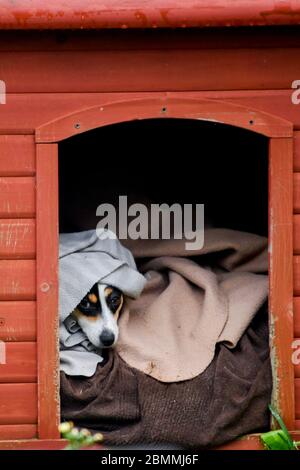 Jack Russel Hund Schwarz und Weiß in Zwinger in Decken eingewickelt Stockfoto