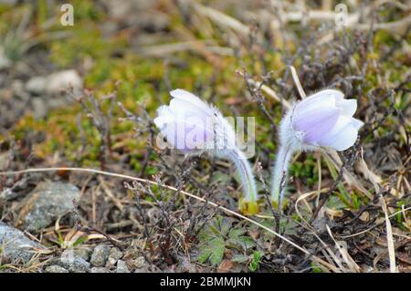 Frühlings-Kuhschelle - Arktisches Violett - Pulsatilla vernalis Stockfoto