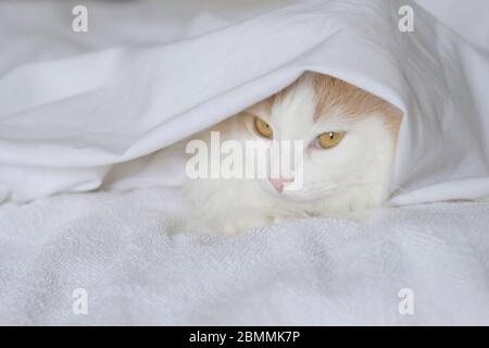 Eine weiße beige Katze gucken unter den Deckeln hervor. Nahaufnahme auf weißem Hintergrund Stockfoto