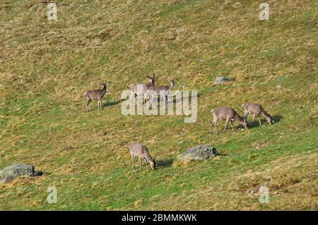 Trächtige Rotwild Tiere und Kälber auf Hochplateau im Frühling - Cervus elaphus Stockfoto