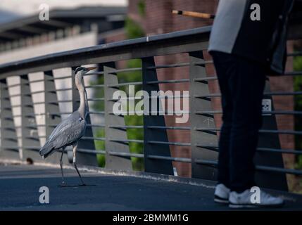 Berlin, Deutschland. Mai 2020. Ein Reiher (Ardeidae) steht auf einer Brücke und beobachtet Angler. Quelle: Paul Zinken/dpa-Zentralbild/ZB/dpa/Alamy Live News Stockfoto