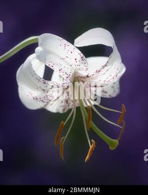 Weiße Tigerlilie Blume vor lila blauem Hintergrund Stockfoto