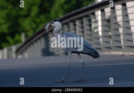 Berlin, Deutschland. Mai 2020. Ein Reiher (Ardeidae) lässt sich auf einer Brücke einen Fisch schmecken, den er von Anglern bekam. Quelle: Paul Zinken/dpa-Zentralbild/ZB/dpa/Alamy Live News Stockfoto