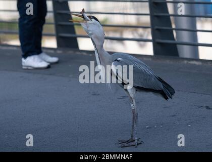 Berlin, Deutschland. Mai 2020. Ein Reiher (Ardeidae) lässt sich auf einer Brücke einen Fisch schmecken, den er von Anglern bekam. Quelle: Paul Zinken/dpa-Zentralbild/ZB/dpa/Alamy Live News Stockfoto