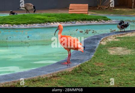 Schöne Tageslichtaufnahme von Scarlet Ibis Eudocimus ruber mit Holzente Stockfoto