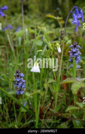 Bluebell, Hyacinthoides non scripta Stockfoto