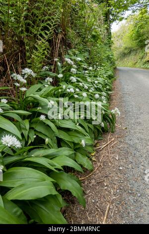 Bärlauch, Allium ursinum, wächst in der Hecke am Straßenrand Stockfoto