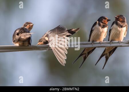 Scheunenschwalben (Hirundo rustica) auf einem Draht. Schwalben sind saisonale Besucher auf der nördlichen Hemisphäre, die lange Strecken nach Süden in der wi Stockfoto