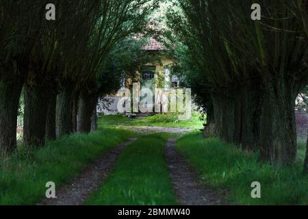 Charmanter Pfad mit Pollard Weiden, die zu einem traditionellen Landhausgebiet in Flandern, Belgien Stockfoto