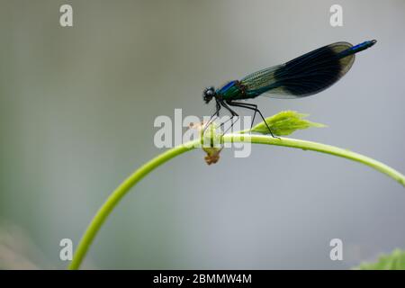 Männliche gebänderte demoiselle (Calopteryx splendens), die auf einem Pflanzenstamm mit verschwommenem Hintergrund ruht Stockfoto