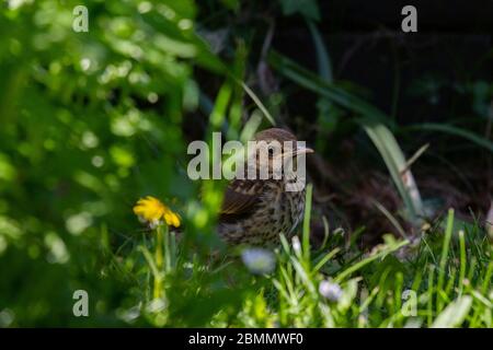 Song Thrush Turdus philomelos. Einzelne Jungvögel teilweise versteckt im Unterholz. Feder. Britische Inseln. Stockfoto