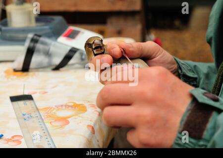 Ringing Hawfinch (Coccothraustes coccothraustes) von Ornithologe Stockfoto