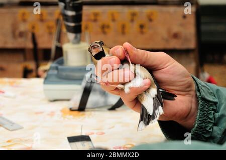 Ringing Hawfinch (Coccothraustes coccothraustes) von Ornithologe Stockfoto