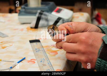 Ringing Hawfinch (Coccothraustes coccothraustes) von Ornithologe Stockfoto