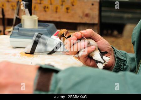 Ringing Hawfinch (Coccothraustes coccothraustes) von Ornithologe Stockfoto