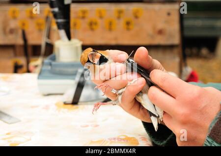 Ringing Hawfinch (Coccothraustes coccothraustes) von Ornithologe Stockfoto