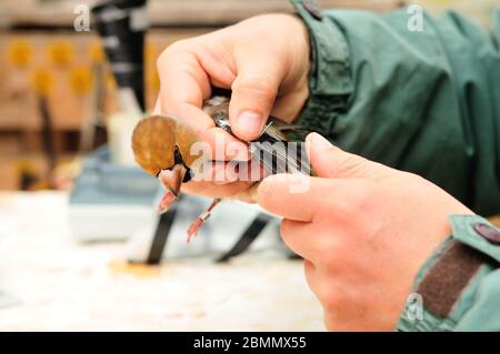 Ringing Hawfinch (Coccothraustes coccothraustes) von Ornithologe Stockfoto